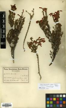 Type specimen at Edinburgh (E). Schlechter, Friedrich: 10044. Barcode: E00570168.