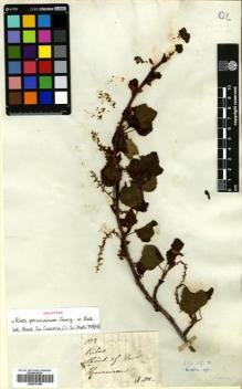 Type specimen at Edinburgh (E). Mathews, Andrew: 832. Barcode: E00570180.