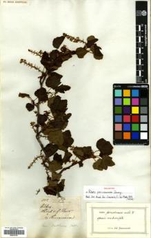 Type specimen at Edinburgh (E). Mathews, Andrew: 832. Barcode: E00570181.