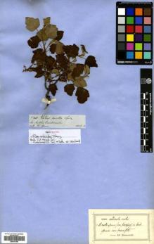 Type specimen at Edinburgh (E). Spruce, Richard: 5441. Barcode: E00570184.