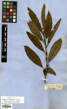 Type specimen at Edinburgh (E). Mathews, Andrew: . Barcode: E00570186.