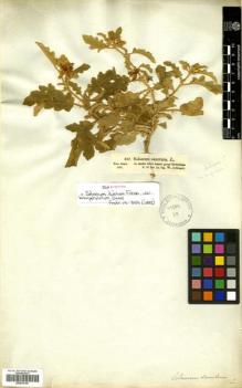 Type specimen at Edinburgh (E). Schimper, Georg: 837. Barcode: E00570187.
