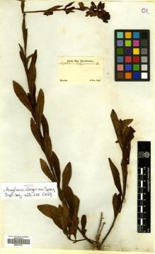 Type specimen at Edinburgh (E). Sellow, Friedrich: . Barcode: E00570191.