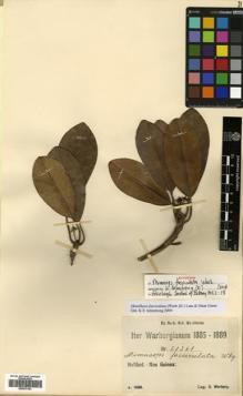 Type specimen at Edinburgh (E). Warburg, Otto: 21361. Barcode: E00570193.
