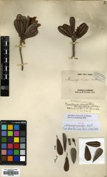 Type specimen at Edinburgh (E). Pancher, Jean: . Barcode: E00570196.