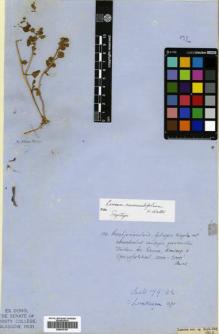 Type specimen at Edinburgh (E). Zeyher, Carl: 632. Barcode: E00570197.