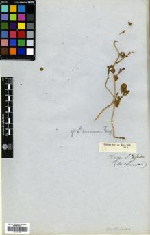 Type specimen at Edinburgh (E). Zeyher, Carl: 632. Barcode: E00570198.