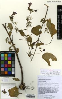Type specimen at Edinburgh (E). Middleton, David; Triboun, Pramote: 5205. Barcode: E00570203.