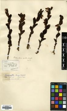Type specimen at Edinburgh (E). Henry, Augustine: 11111. Barcode: E00570206.