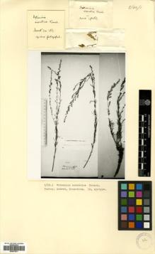 Type specimen at Edinburgh (E). Grossheim, Alexander: . Barcode: E00573571.
