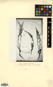 Type specimen at Edinburgh (E). von Radde, Gustav: . Barcode: E00573572.