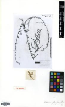 Type specimen at Edinburgh (E). Gilli, Alexander: 4103. Barcode: E00573701.