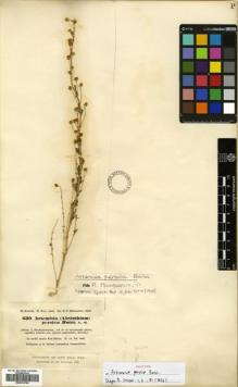 Type specimen at Edinburgh (E). Kotschy, Carl (Karl): 630. Barcode: E00574754.