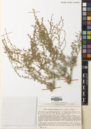 Artemisia eremophila