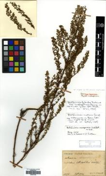 Type specimen at Edinburgh (E). Faurie, Urbain: 1058. Barcode: E00575104.