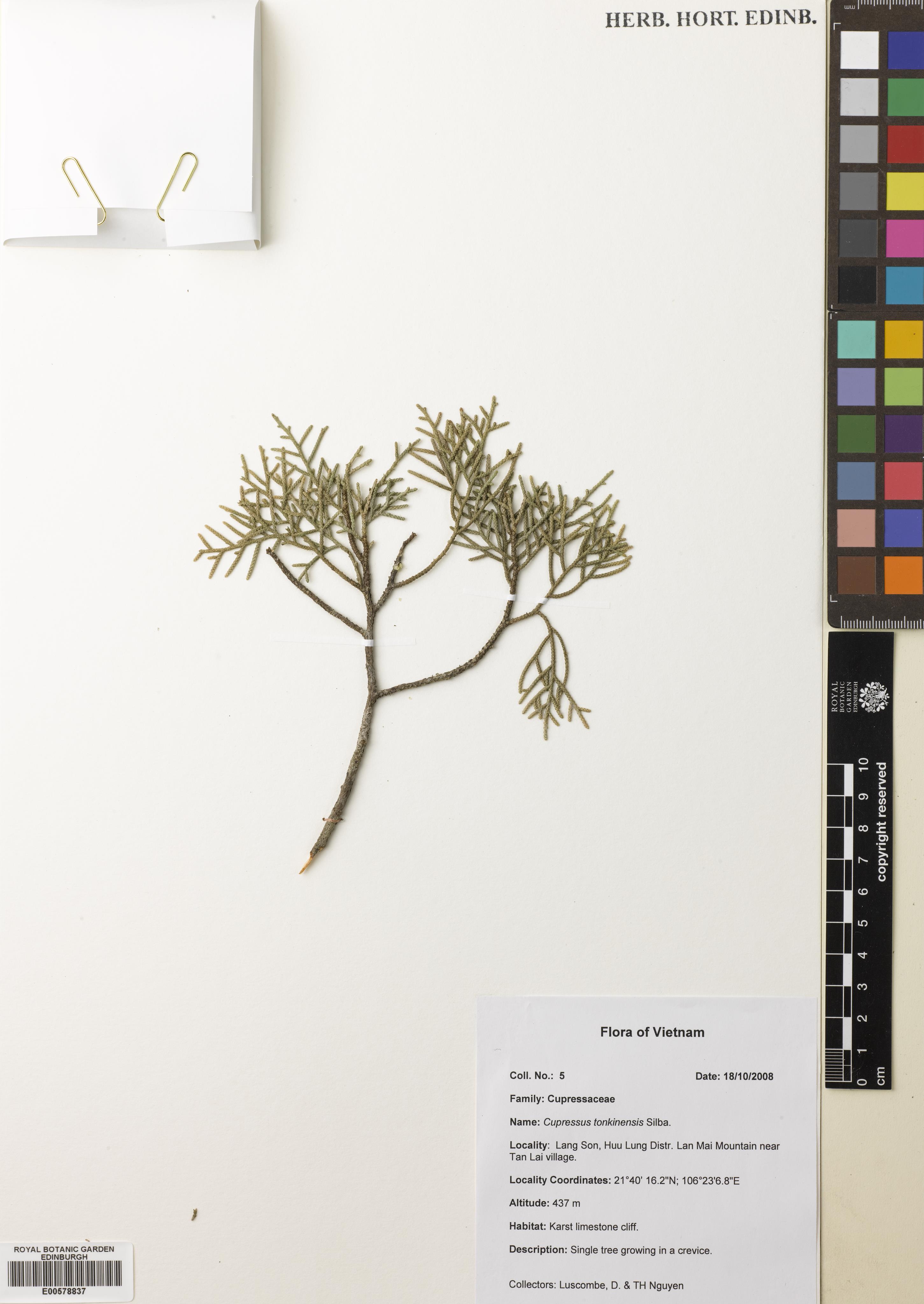 Cupressus torulosa — ảnh 2