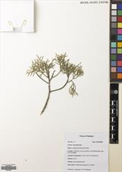 Cupressus torulosa — ảnh 3