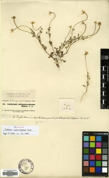 Type specimen at Edinburgh (E). Kotschy, Carl (Karl): 51. Barcode: E00581733.