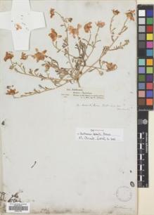 Type specimen at Edinburgh (E). Schimper, Georg: 399. Barcode: E00581750.