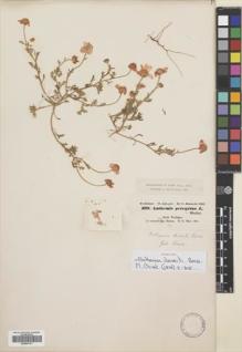 Type specimen at Edinburgh (E). Schimper, Georg: 399. Barcode: E00581751.