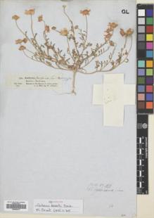 Type specimen at Edinburgh (E). Schimper, Georg: 399. Barcode: E00582512.