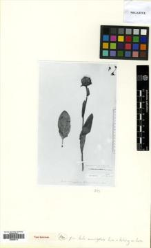 Type specimen at Edinburgh (E). Kotschy, Carl (Karl): 430. Barcode: E00588713.