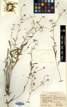 Type specimen at Edinburgh (E). Koelz, Walter: 16021. Barcode: E00591560.