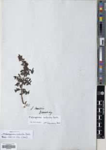 Type specimen at Edinburgh (E). Cuming, Hugh: 217. Barcode: E00594000.