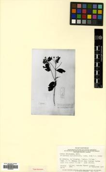 Type specimen at Edinburgh (E). Miller: . Barcode: E00598454.