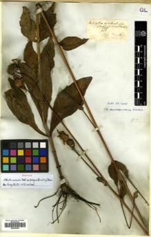 Type specimen at Edinburgh (E). Drummond, Thomas: . Barcode: E00600645.