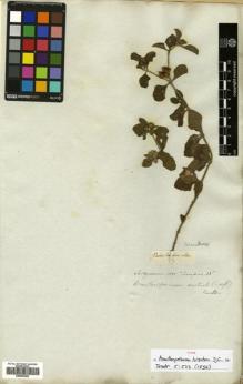 Type specimen at Edinburgh (E). Salzmann, Philipp: COMPOS. 38. Barcode: E00603462.