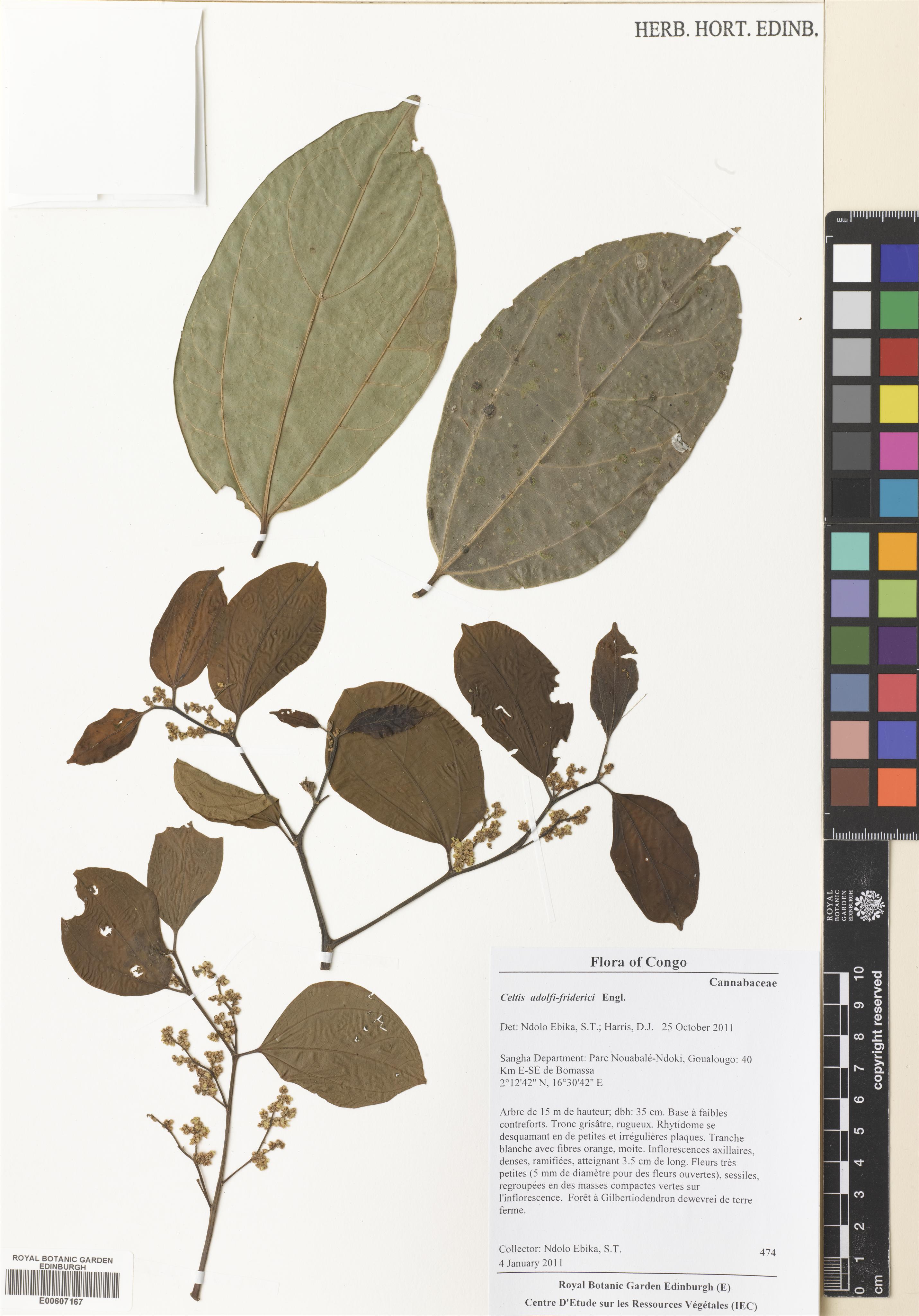 Celtis adolfi-friderici photograph 4