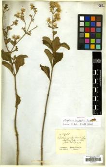 Type specimen at Edinburgh (E). Gardner, George: 2900. Barcode: E00608600.