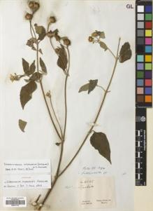 Type specimen at Edinburgh (E). Gardner, George: 4235. Barcode: E00611732.