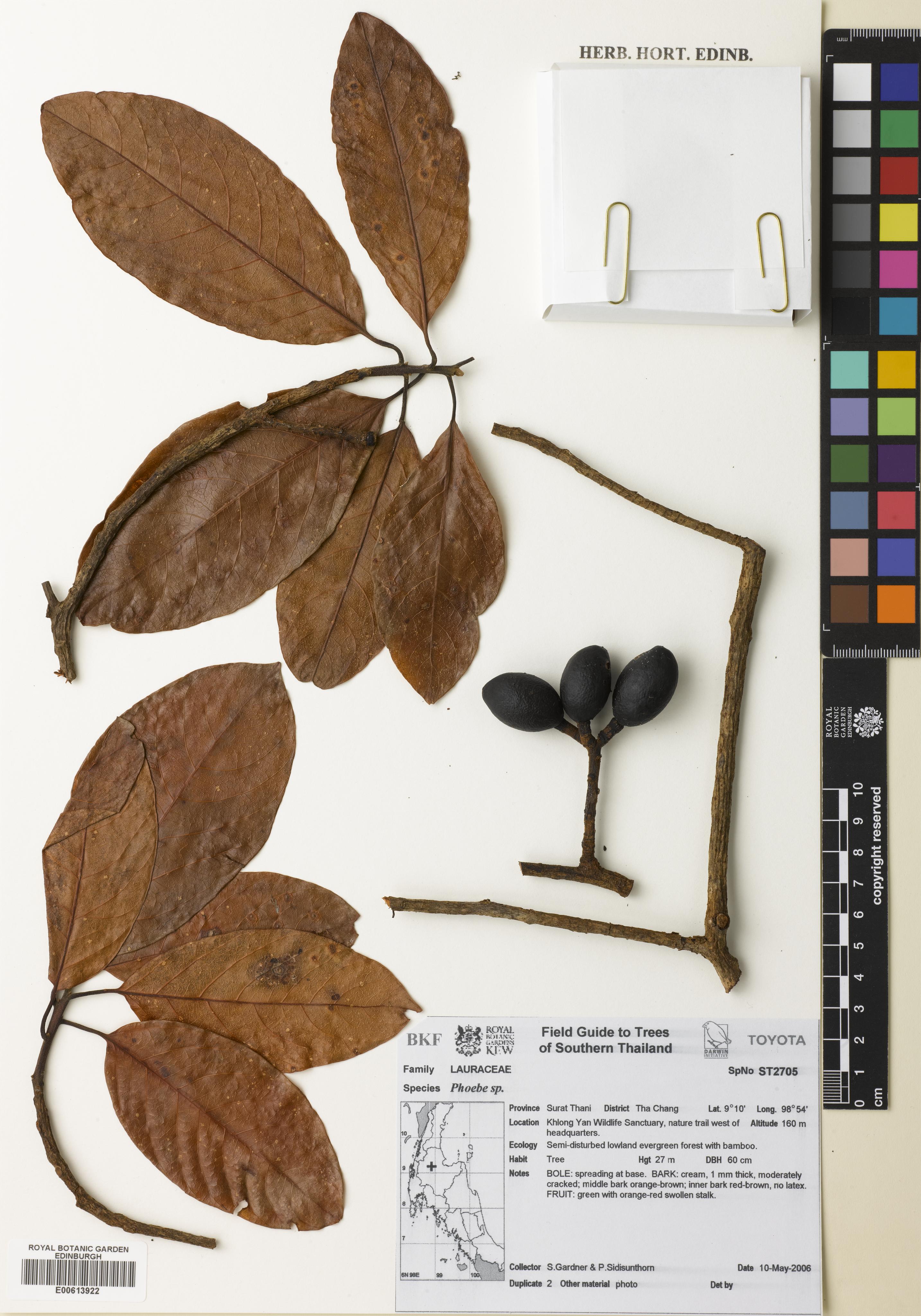 Beilschmiedia penangiana (Beilschmiedia penangiana)