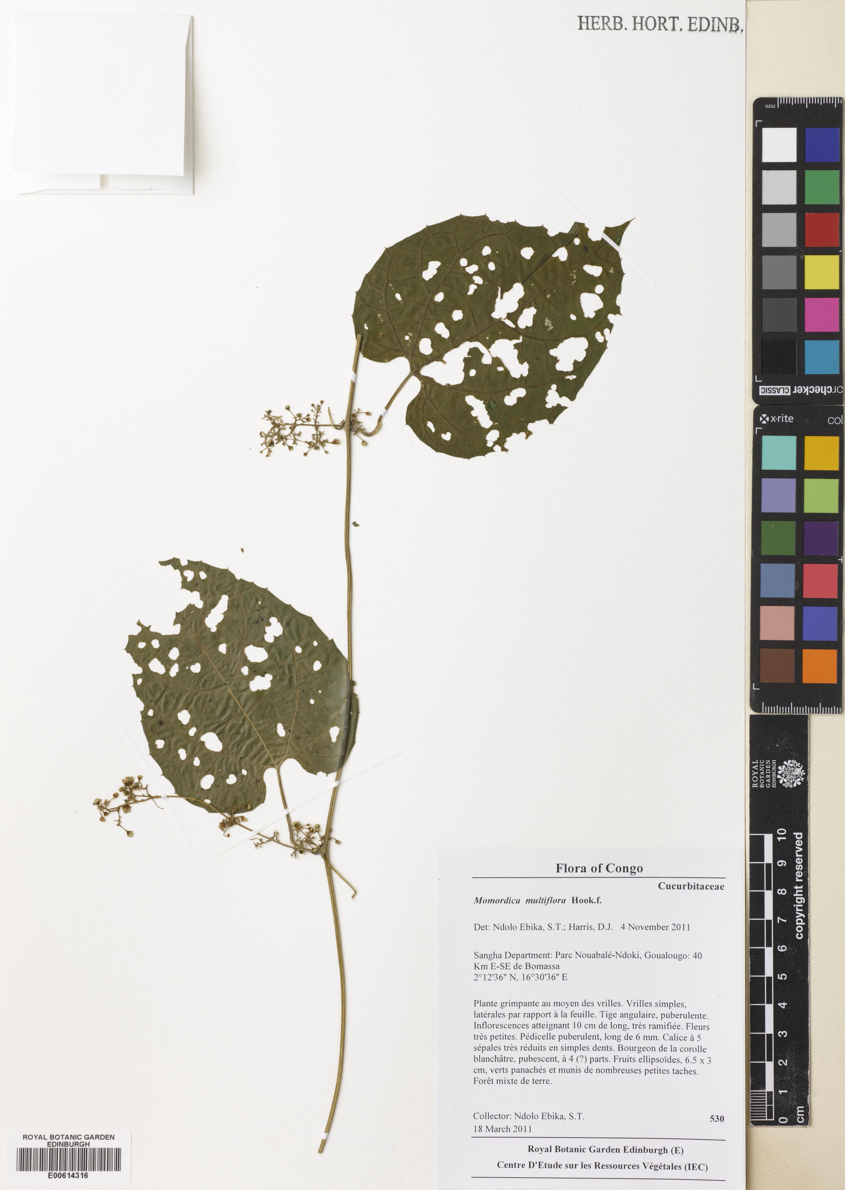 Momordica multiflora