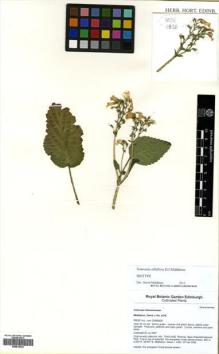 Type specimen at Edinburgh (E). Middleton, David: 4216. Barcode: E00615024.