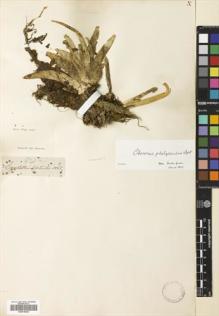 Type specimen at Edinburgh (E). Wight, Robert: 921. Barcode: E00616224.