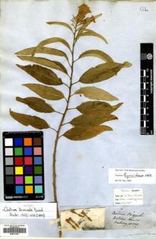 Type specimen at Edinburgh (E). Hartweg, Karl: 208. Barcode: E00617463.