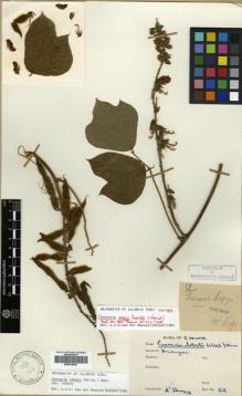 Type specimen at Edinburgh (E). d'Argy, Charles: 52. Barcode: E00619463.