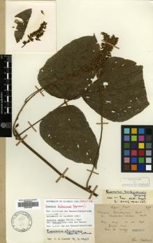 Type specimen at Edinburgh (E). Bodinier, Emile: 871. Barcode: E00619465.