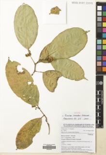 Type specimen at Edinburgh (E). Breteler, Franciscus: 15610. Barcode: E00619814.