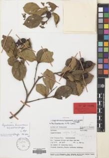 Type specimen at Edinburgh (E). Geesink, R.; Phengklai, Chamlong: 6243. Barcode: E00619904.