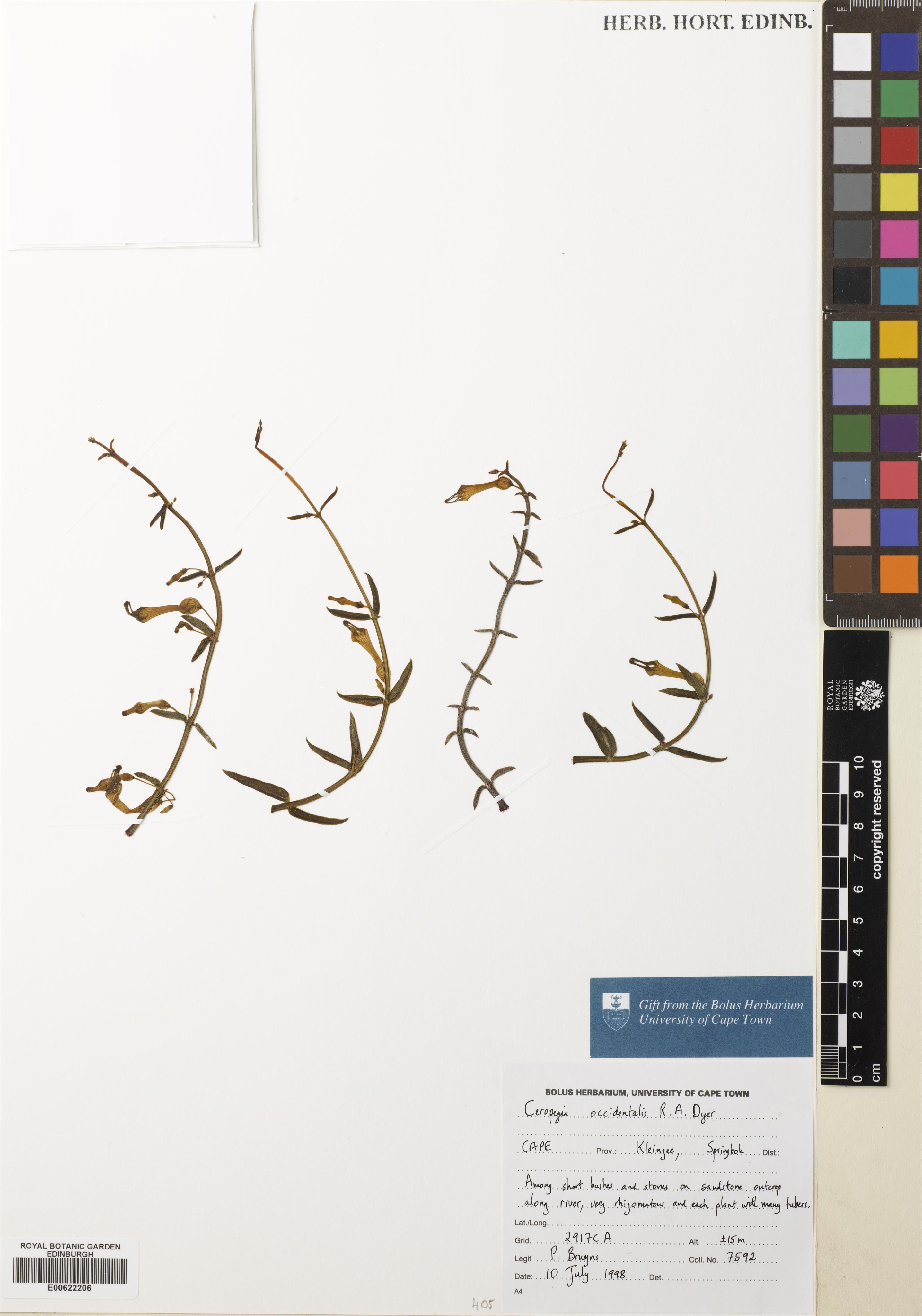 Ceropegia occidentalis