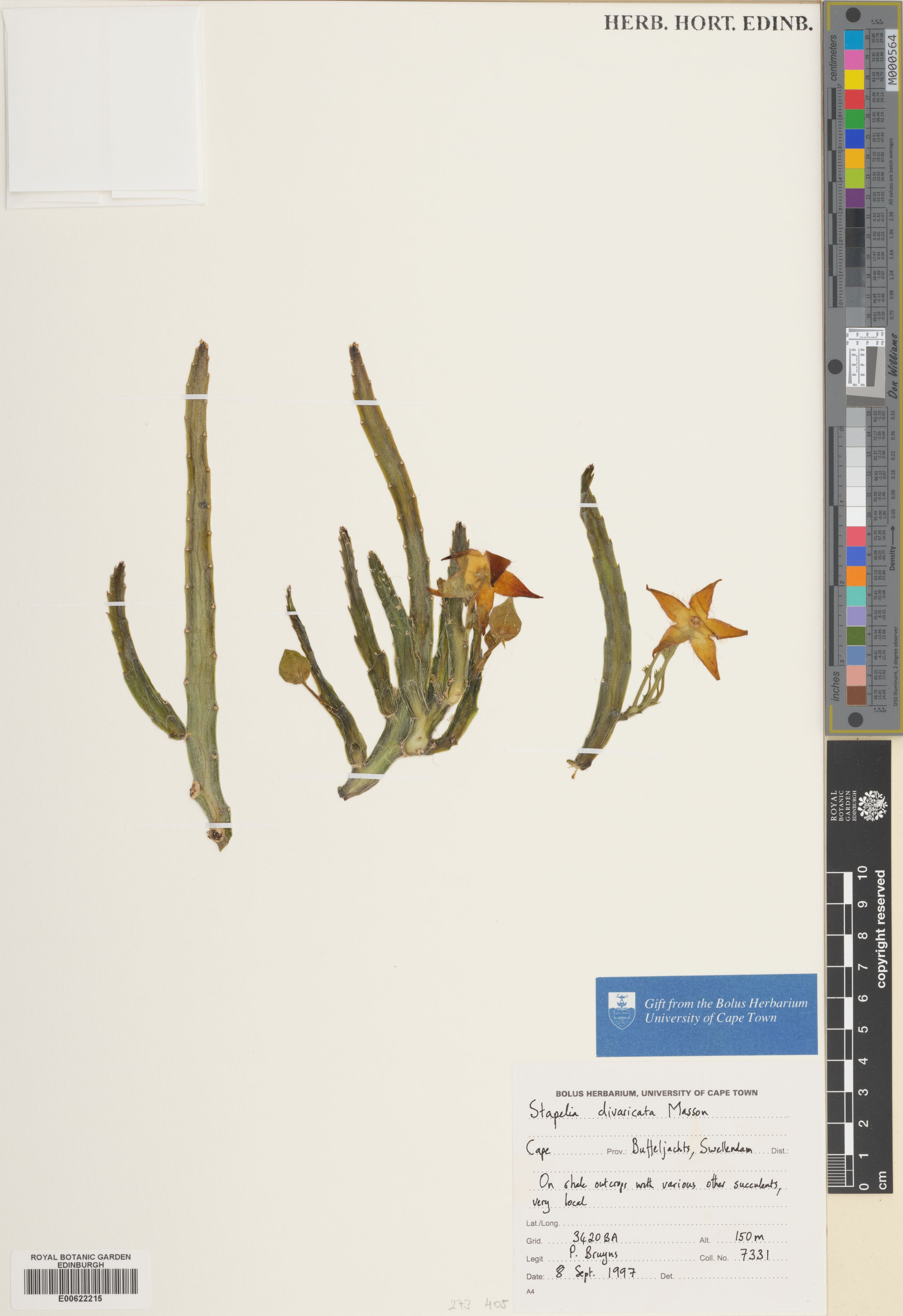 Ceropegia divaricata