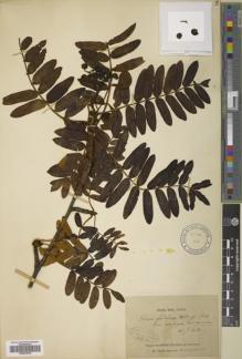 Type specimen at Edinburgh (E). Delavay, Pierre: . Barcode: E00622639.