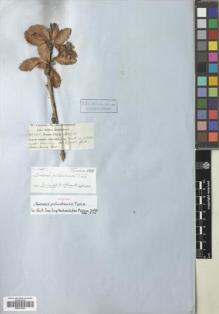 Type specimen at Edinburgh (E). Jameson, W.: 585. Barcode: E00623343.
