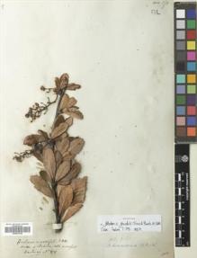 Type specimen at Edinburgh (E). Hartweg, Karl: 878. Barcode: E00623346.