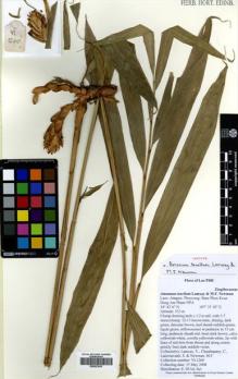 Type specimen at Edinburgh (E). Lamxay, Vichith; Chanthapany, C.; Lanorsavanh, Soulivanh; Newman, Mark: VL1260. Barcode: E00623435.