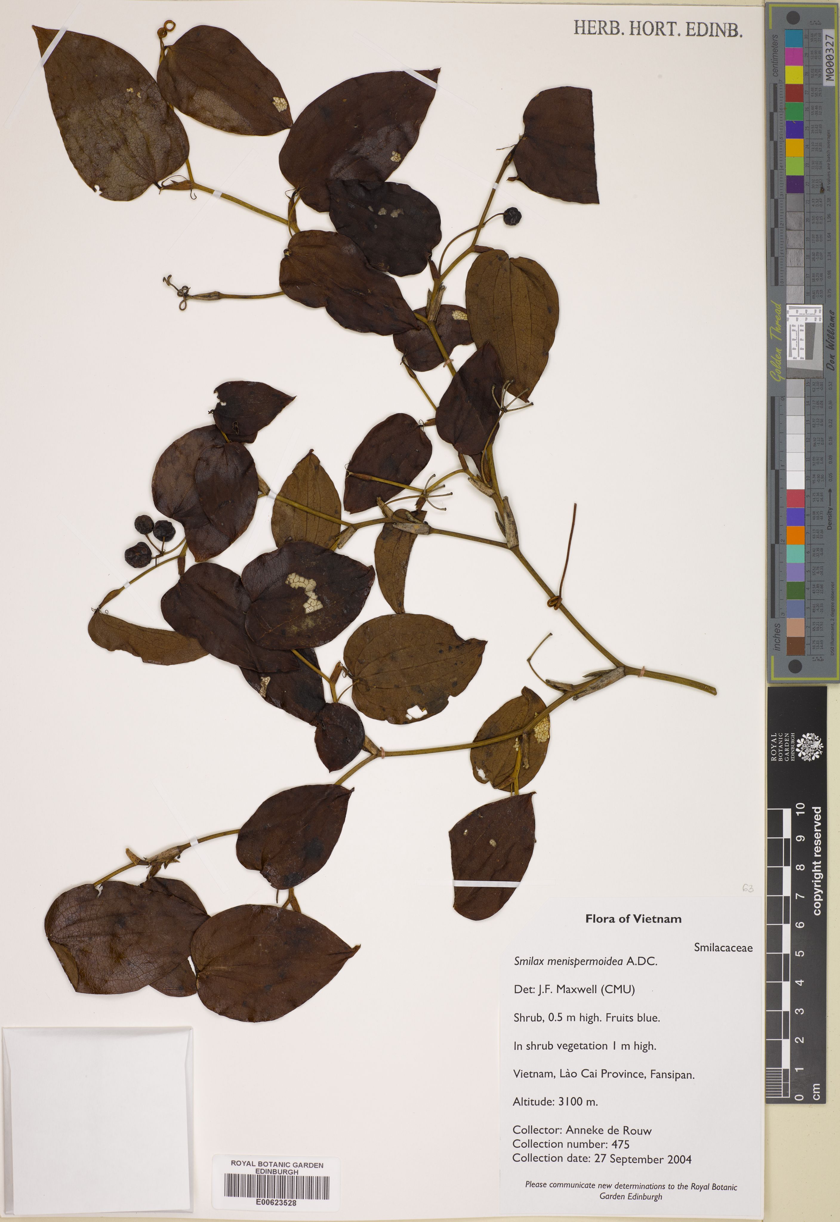 Smilax menispermoidea — ảnh 2